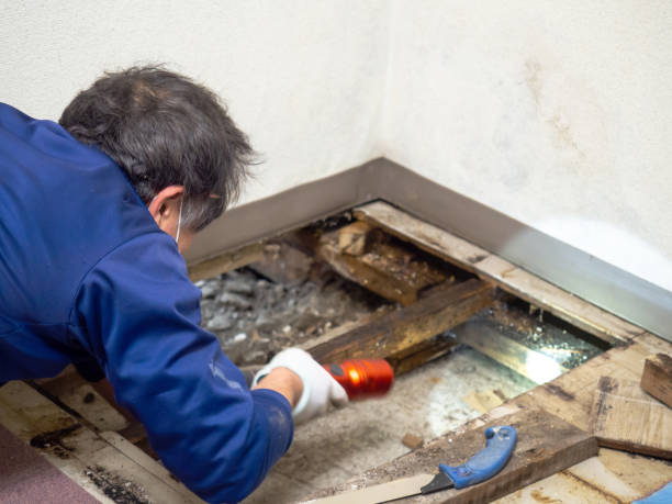Best Residential Mold Removal  in Carnesville, GA