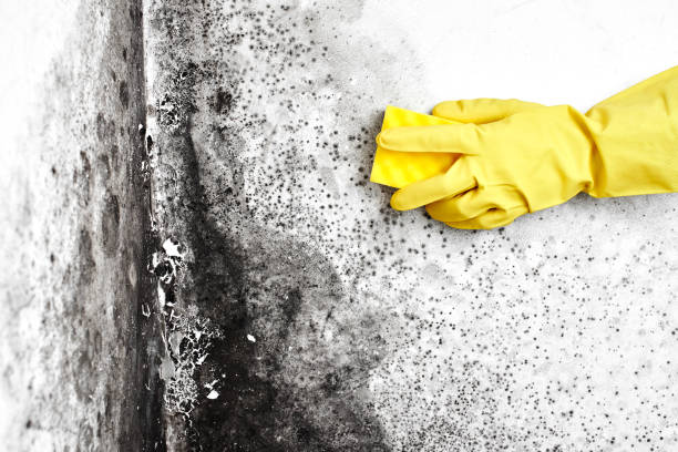 Best Same-Day Mold Removal  in Carnesville, GA