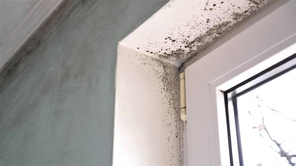 Attic Mold Removal in Carnesville, GA
