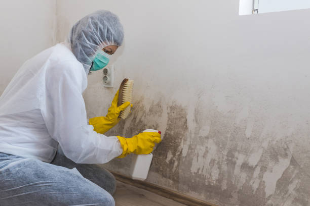 Certified Mold Removal in Carnesville, GA
