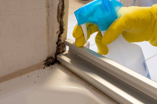 Best Office Mold Removal Services  in Carnesville, GA