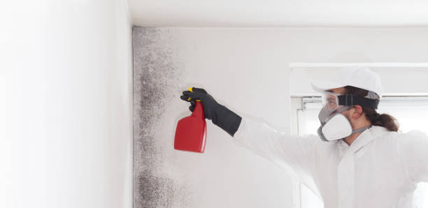 Best Certified Mold Removal  in Carnesville, GA