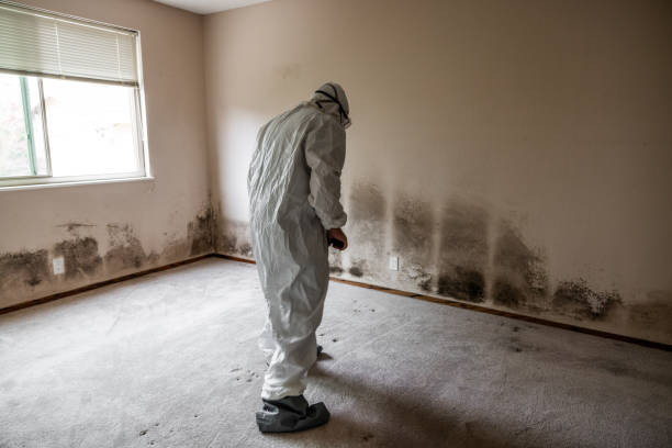 Carnesville, GA Mold Removal Company