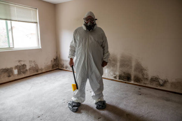 Best Black Mold Removal  in Carnesville, GA