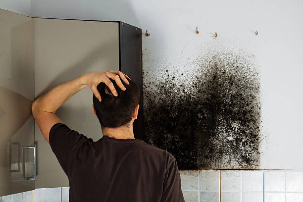 Best Mold Removal Company Near Me  in Carnesville, GA
