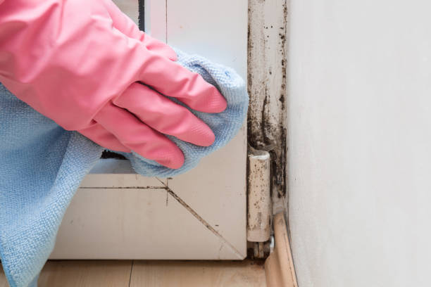 Best Emergency Mold Removal  in Carnesville, GA