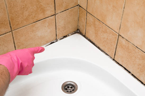 Best Local Mold Removal Service  in Carnesville, GA